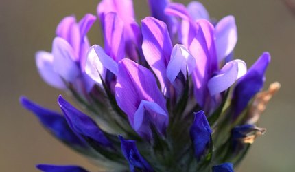 bakuchiol-plant